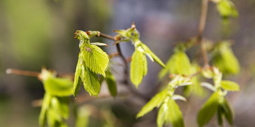 В марте - май, в апреле - июнь