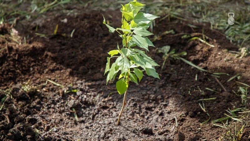    В Новоселицком округе проводят работы по озеленению Фото: ИА «Победа26»