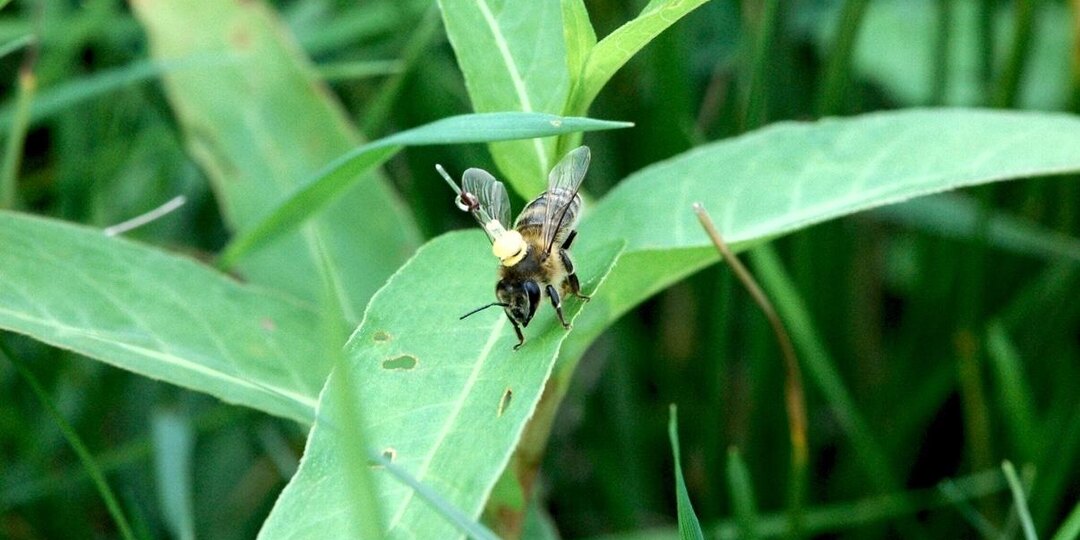 Городские пчелы используют Wi-Fi для навигации