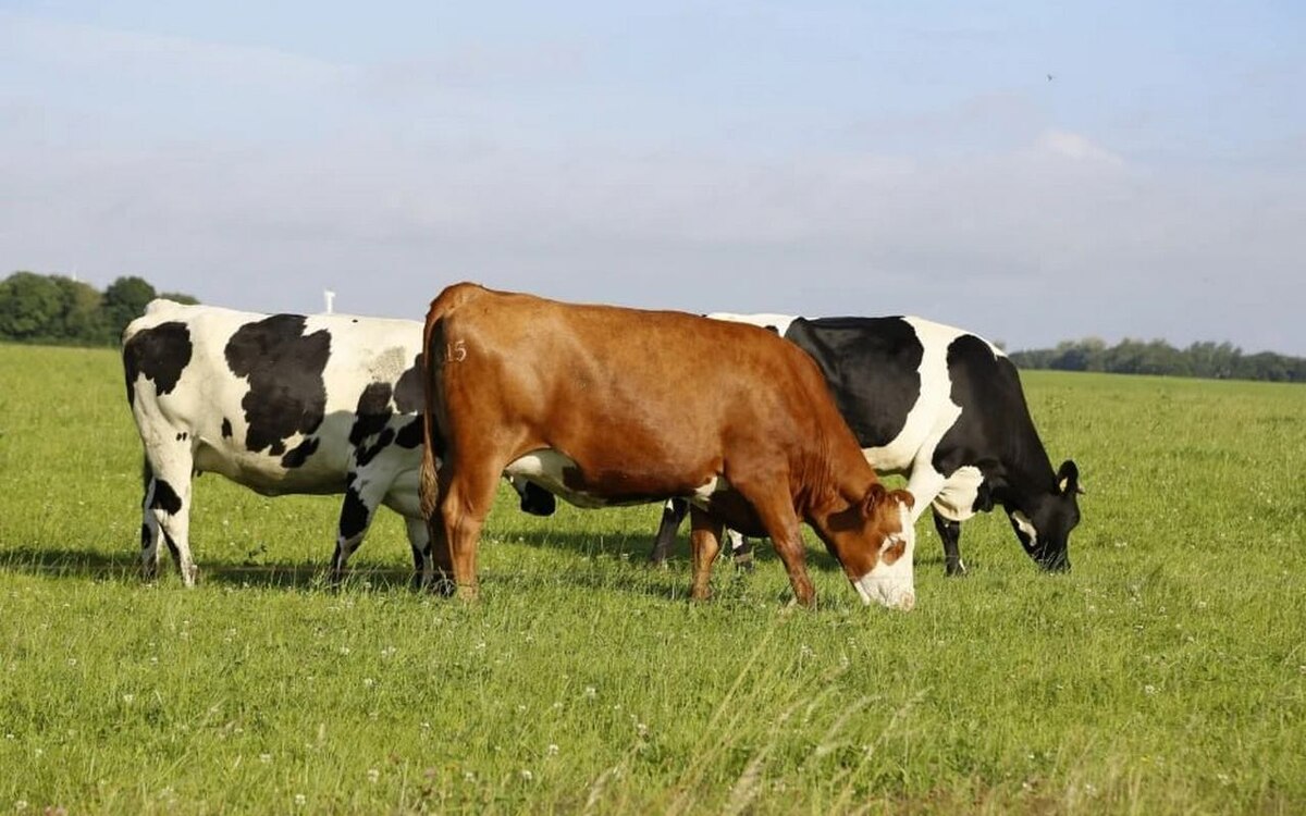    Забайкальские фермеры получат 193 млн рублей поддержки Фото – ru.freepik.com