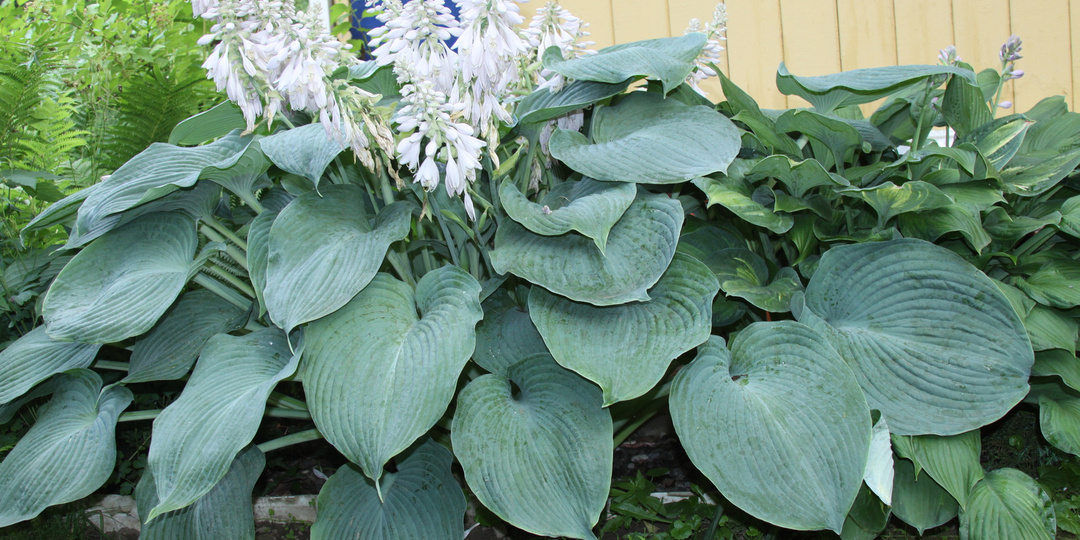 Классификация хост по размеру - один из важнейших параметров для выбора сорта для своего цветника