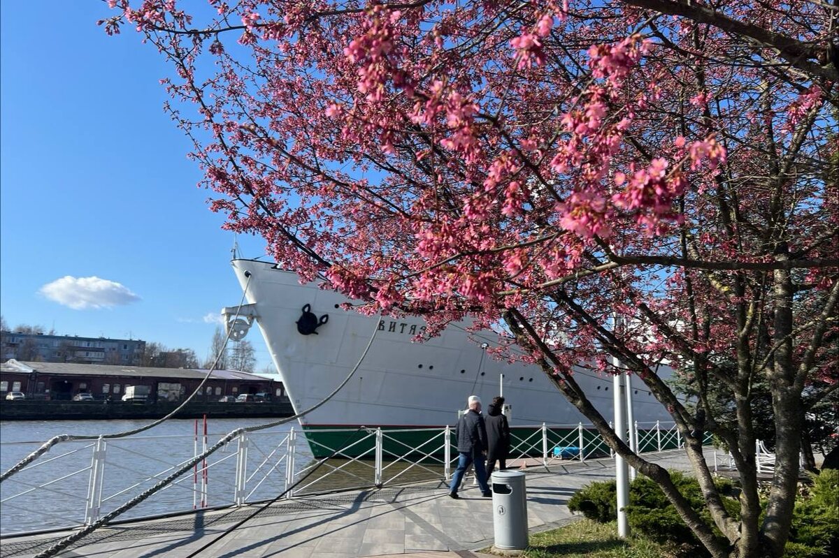 В апреле на набережной Мирового океана всегда цветет сакура.