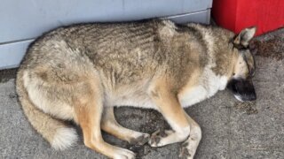    Элина Болдырева Юлия Виноградова