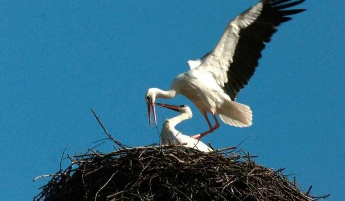     Аисты. Источник: spb.kp.ru Автор фото: Павел Глазков (t.me/kazdoytvaripopare)