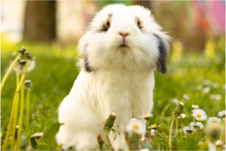 Декоративный кролик: Пушистый друг и его секреты