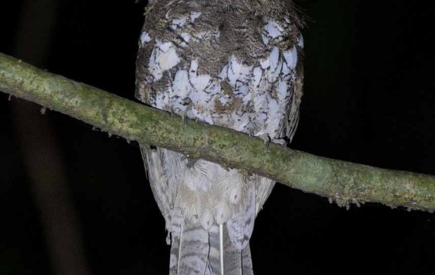 Единственная одноглазая птица в мире