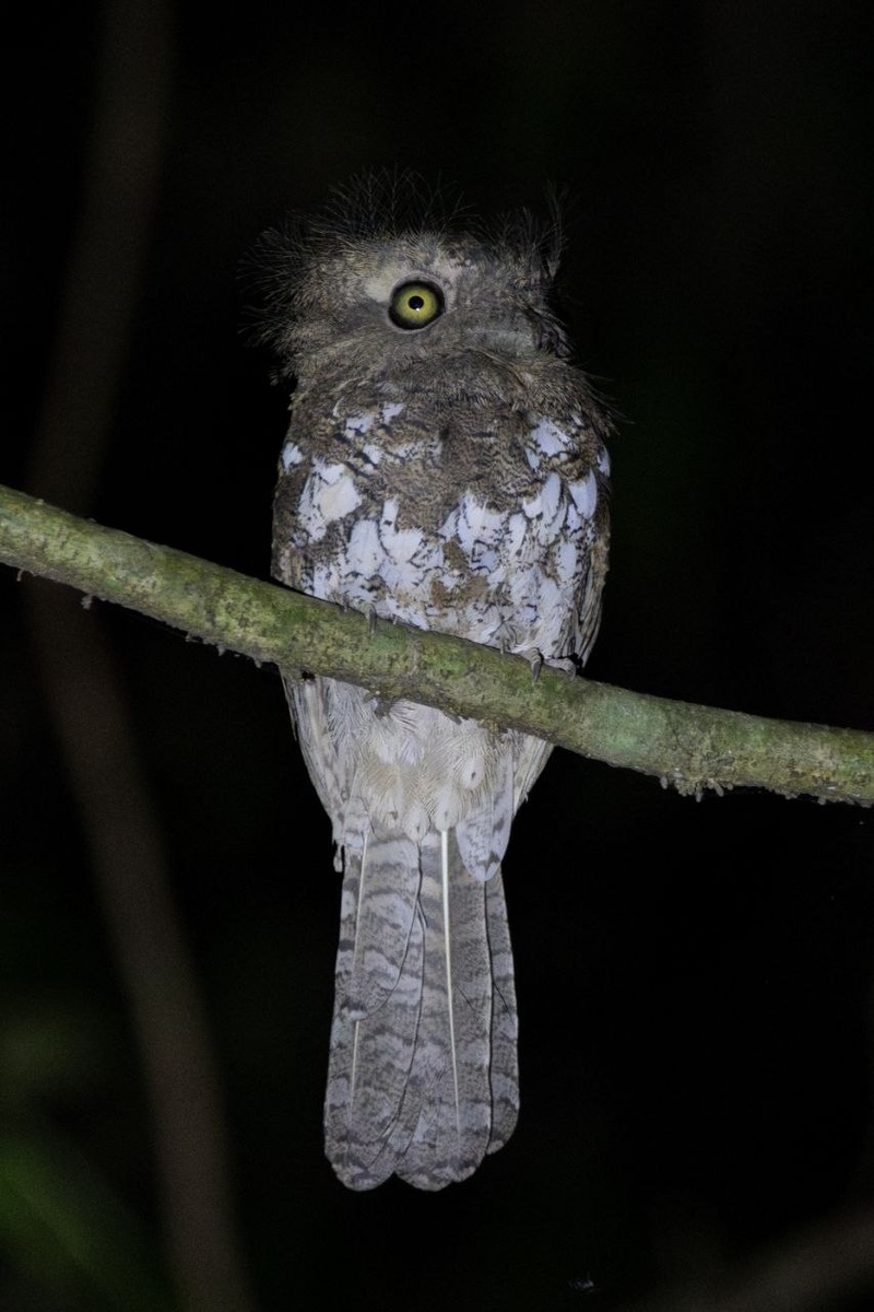 Фонарный лягушкорот. Фото автора