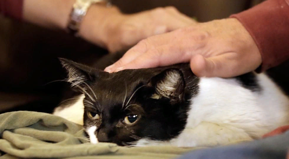 😿 Эвтаназия кошек: что об этом говорят ветеринары