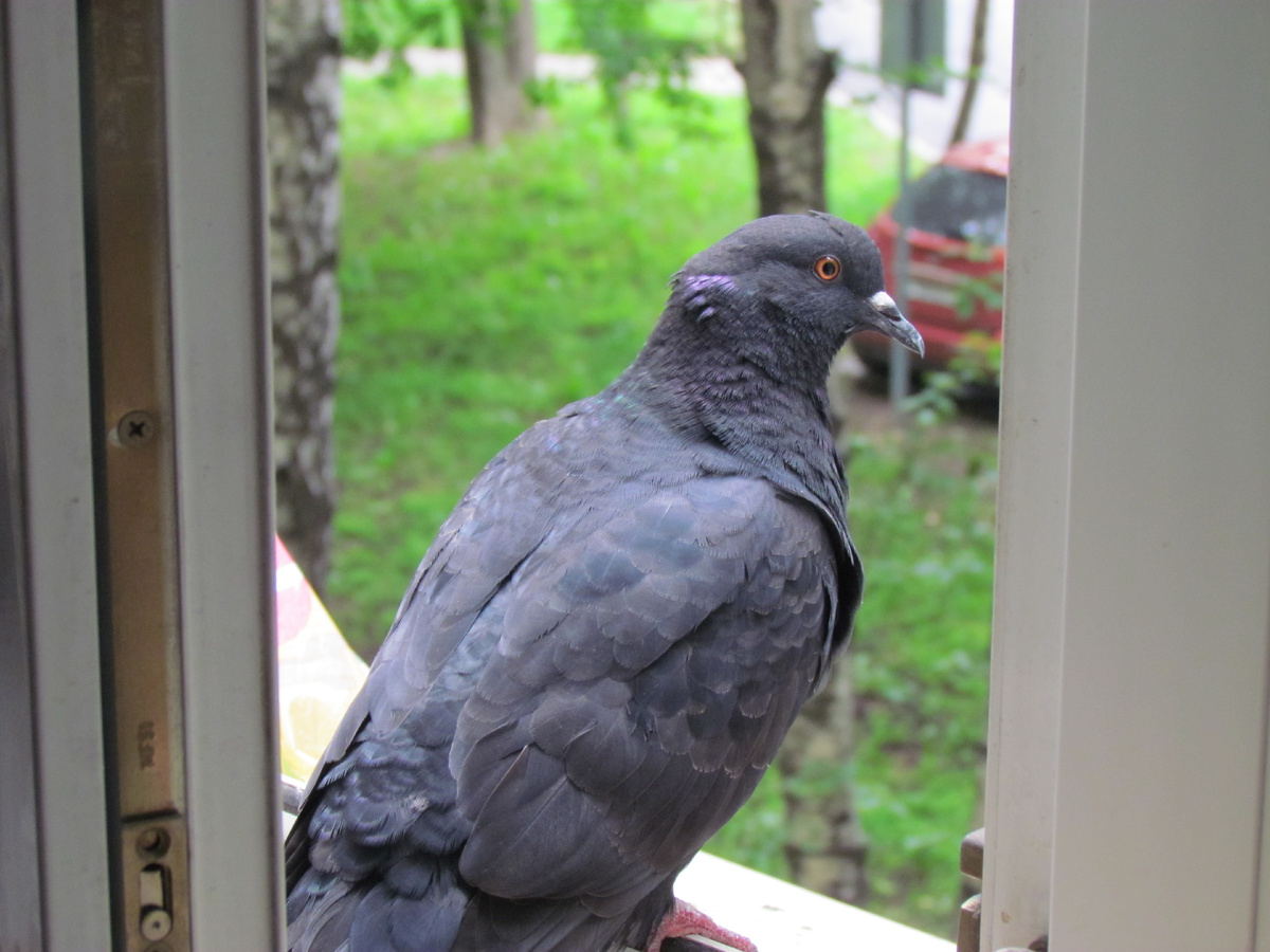 Голубь Бабуша поел, и планирует лететь по своим делам