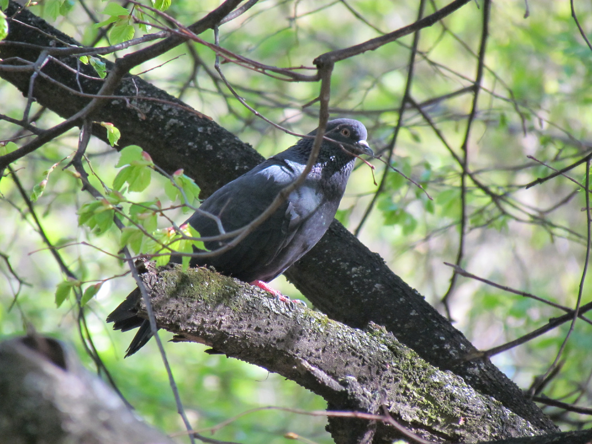 Голубь Буян наконец-то на свободе!