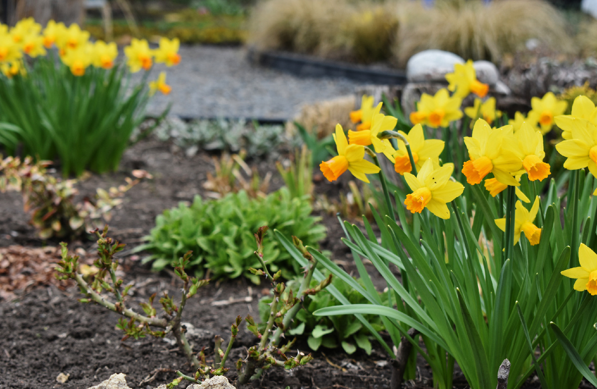 Нарциссы сорта "Jetfire"