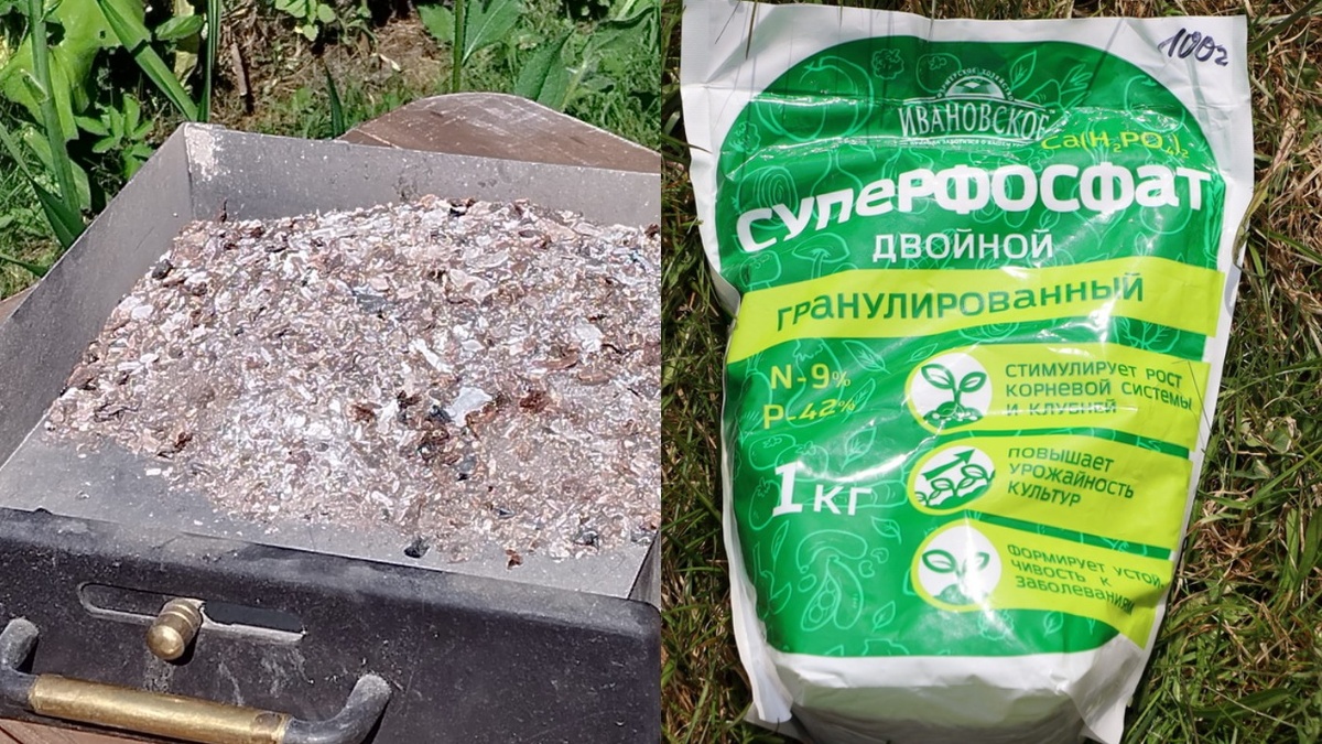 Зола и суперфосфат в одной лунке — популярное, но химически неработающее сочетание