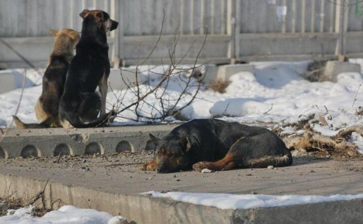 Бродячие собаки. Фото: Екатерина Смолихина / amic.ru