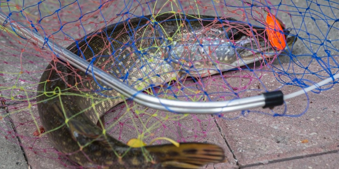 В России вводят нерестовый запрет: где и какую рыбу нельзя ловить