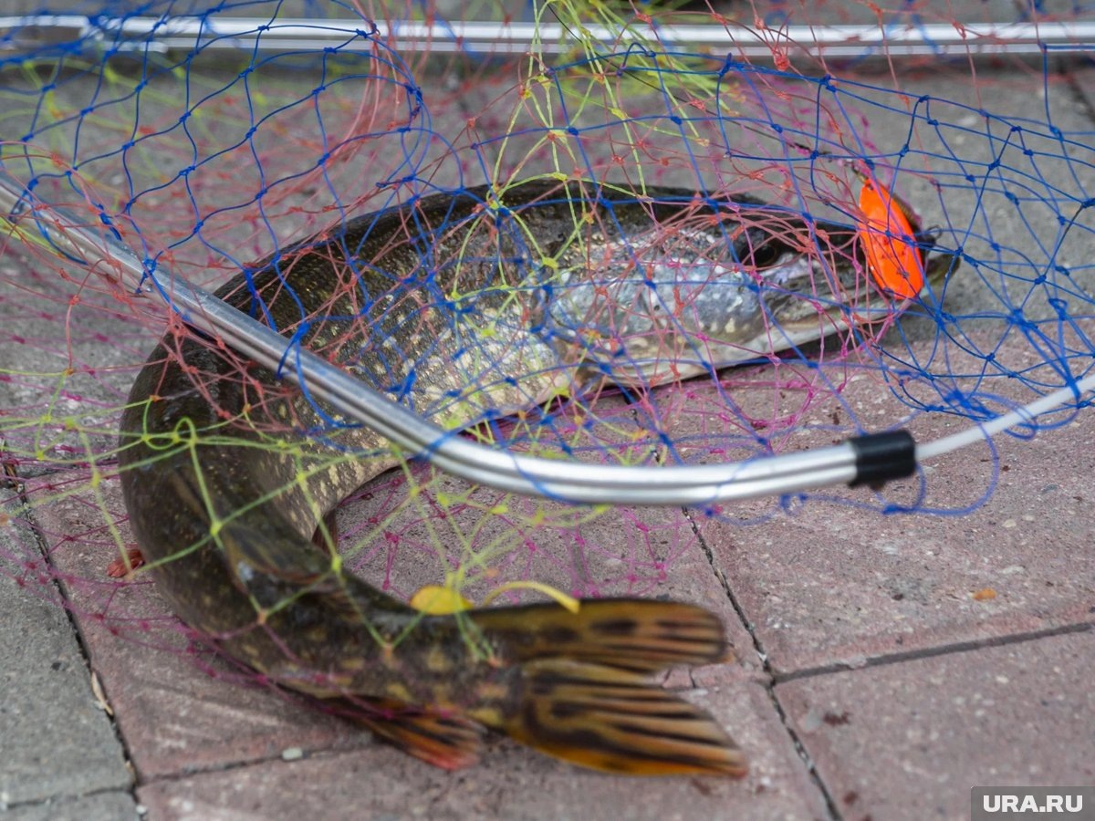     В России водят сезонные ограничения на ловлю рыбы