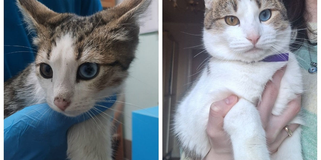 До и после: как котики находят путь к сердцу человека