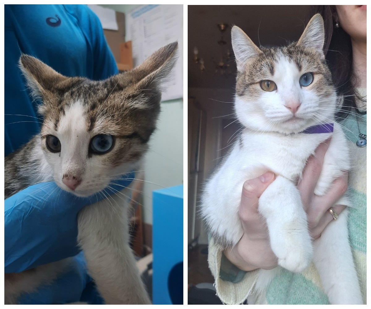 Подорожник – выпускник приюта.