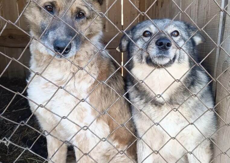 Мы очень вас просим не остаться в стороне, помочь хвостикам и дальше жить🙏!