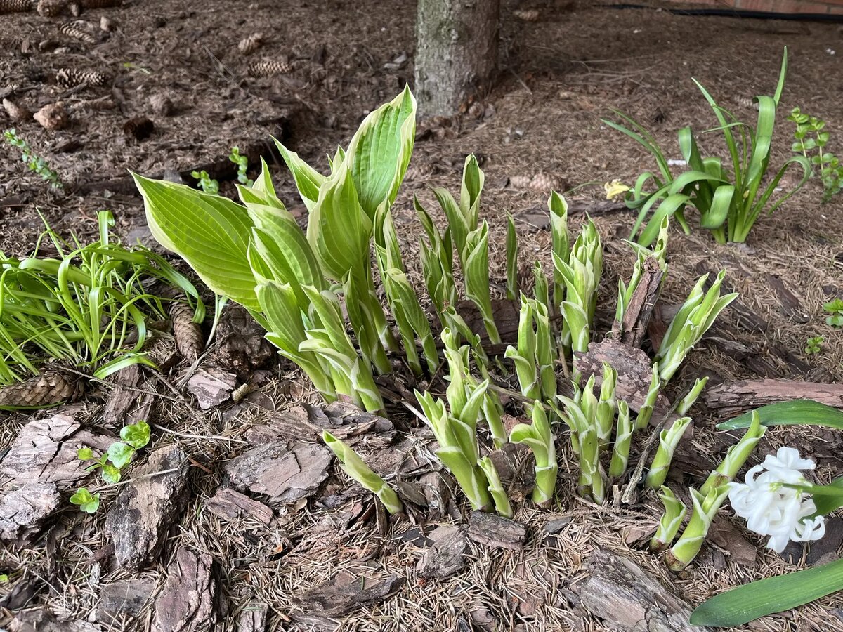 Хосту можно есть.