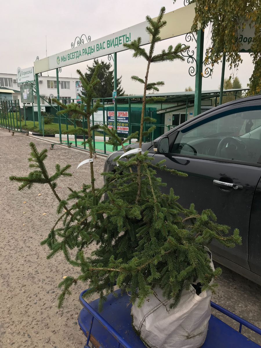 купленный в питомнике саженец (1 октября 2021 года)