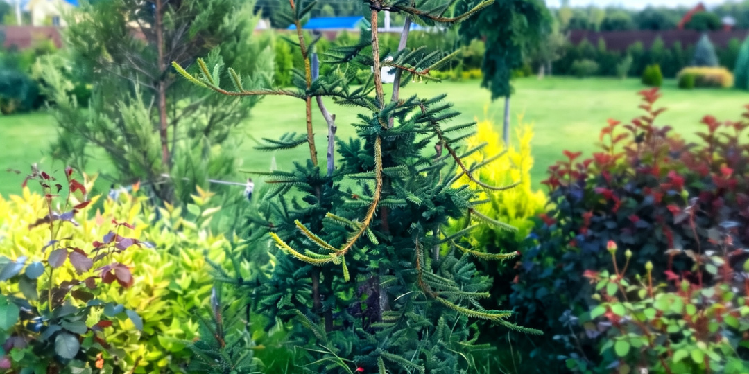 ЕЛЬ ИНВЕРСА. ВОТ ТАК ВЫРОСЛА ЗА 4 ГОДА !