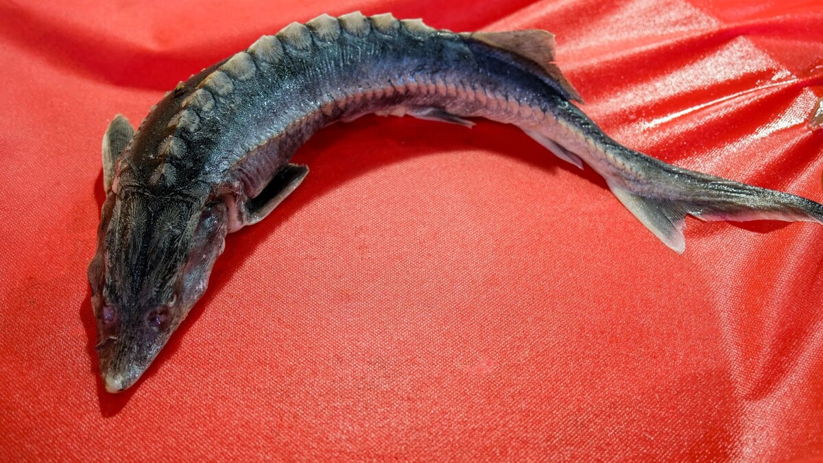    Фото: Hvarts / Shutterstock / Fotodom