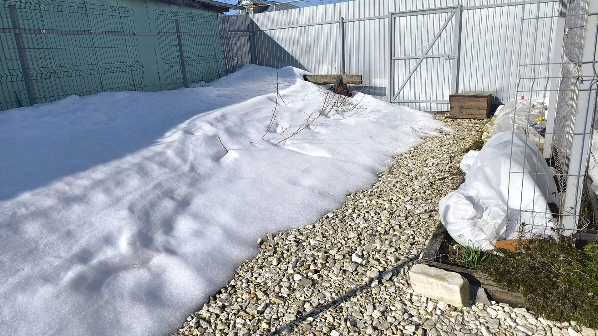 Самый тихий угол участка за домом, справа виноградная шпалера, по центру голубика.