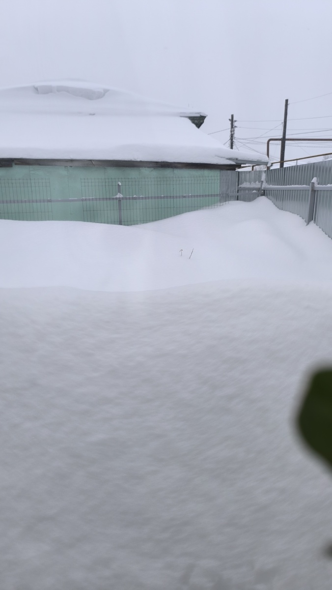 Февраль месяц тот же угол, видете Голубику? Вон там две былинки на белоснежном снегу торчат это она родимая. Высота забора из профнастила 2метра.