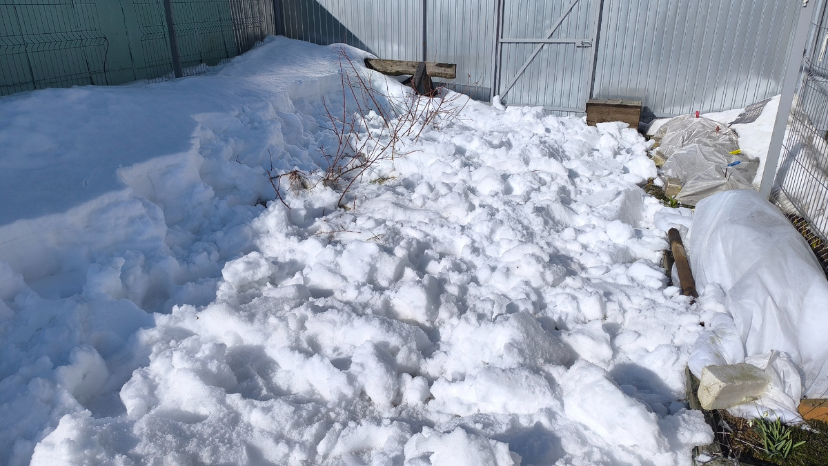 Откопала частично кусты чтобы больше их льдом не давило.