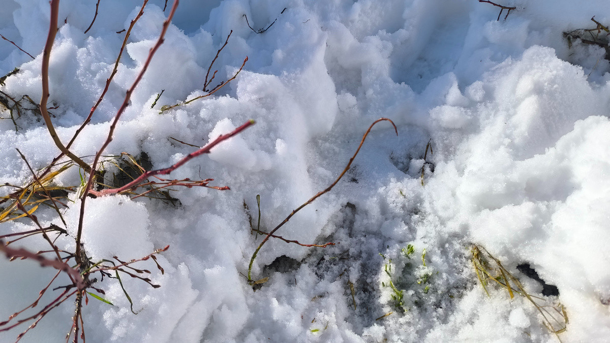 Расплющенная голубика и куртина подснежников в снегу.
