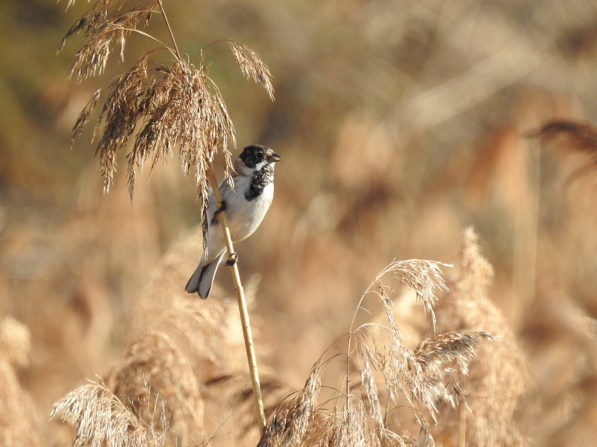 Тростниковая (камышовая) овсянка, фото автора