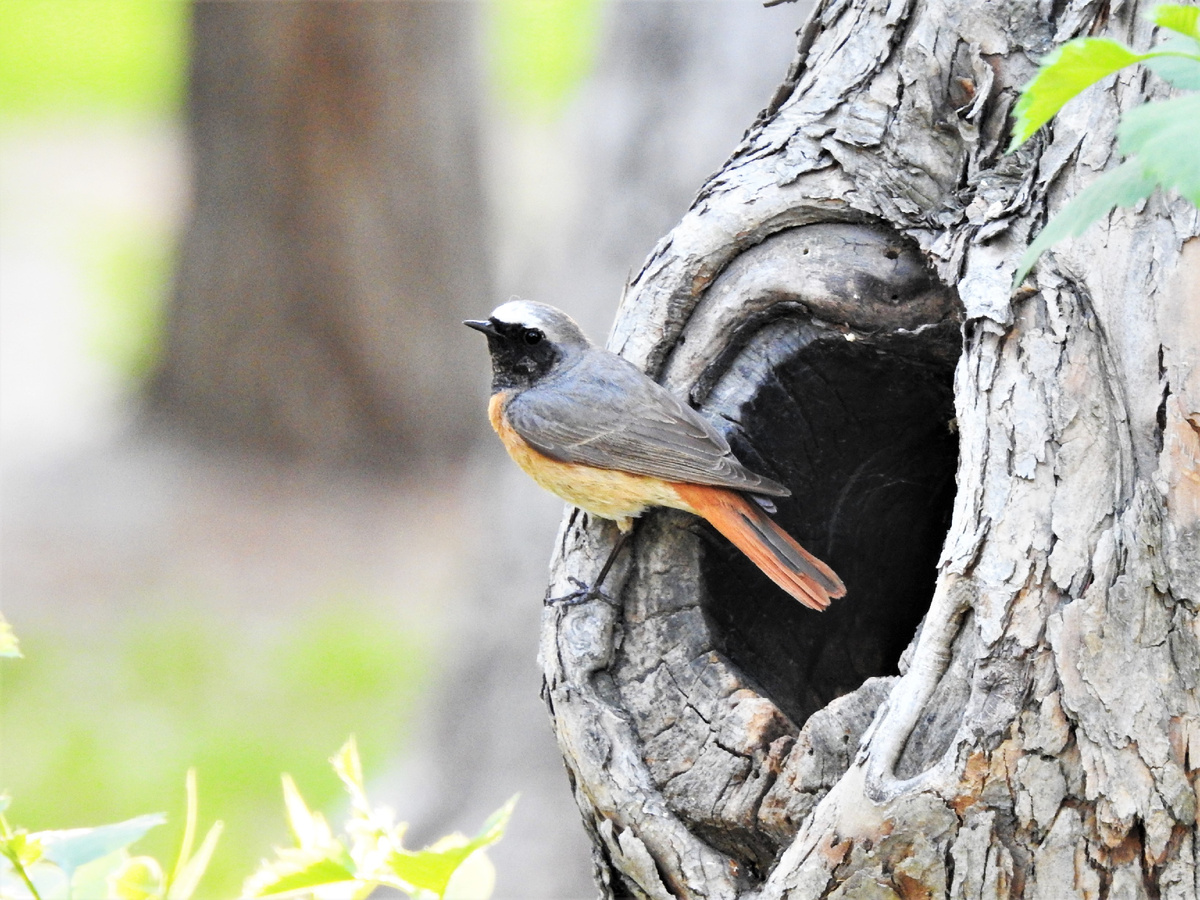 Горихвостка-лысушка, фото автора