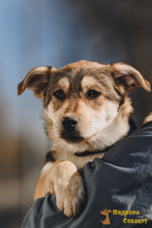 Щенок из приюта.