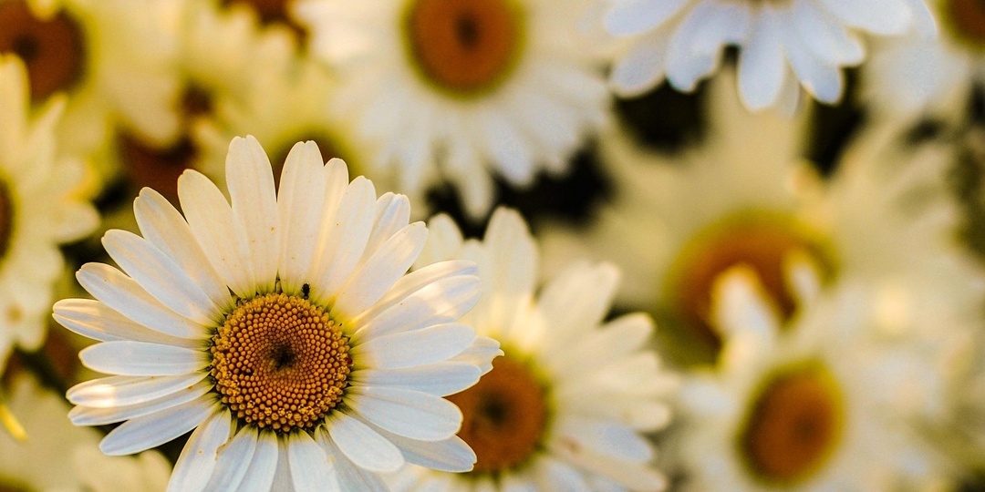 Россия может увеличить экспорт лекарственных растений