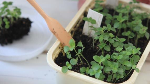 Правила пикировки цветочной рассады: создаём идеальные условия для роста