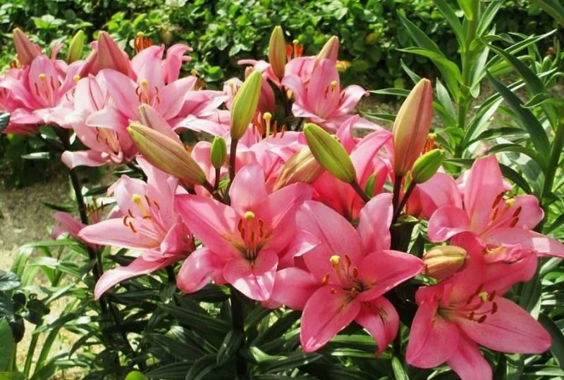 Лилии из луковицы: что сделать в апреле, чтобы в июле завидовали соседи