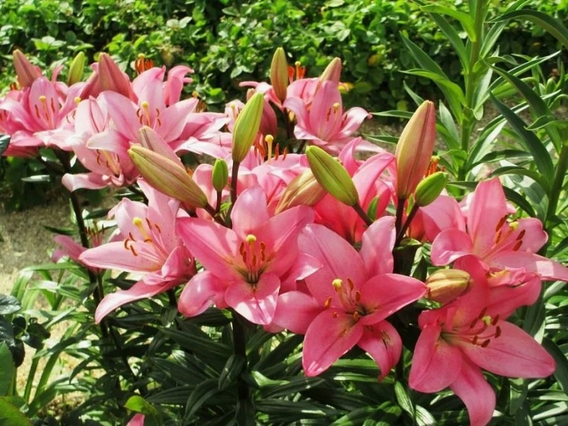 На соседнем участке лилии пушно цветут. 