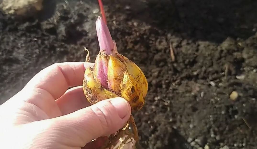 Луковица лилии проснулась. 