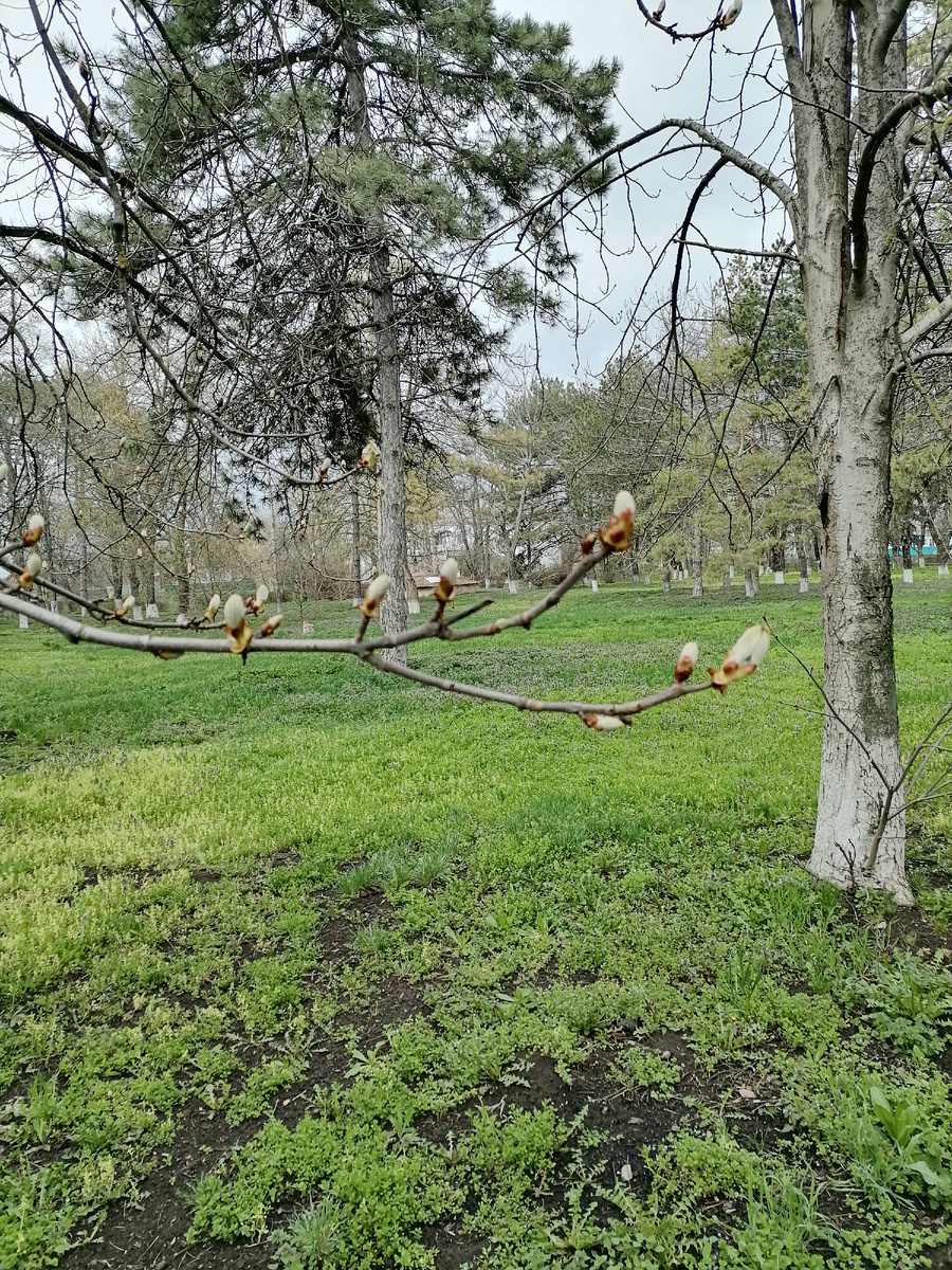 Конский каштан