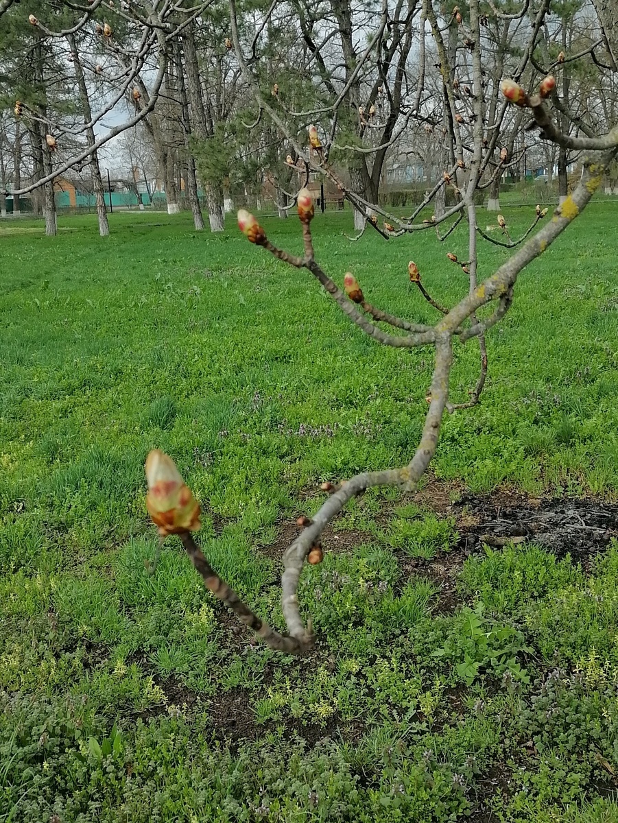 Конский каштан