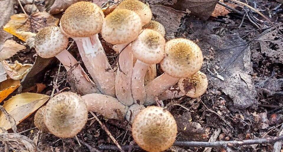    REGIONS/Эльвира Сафина