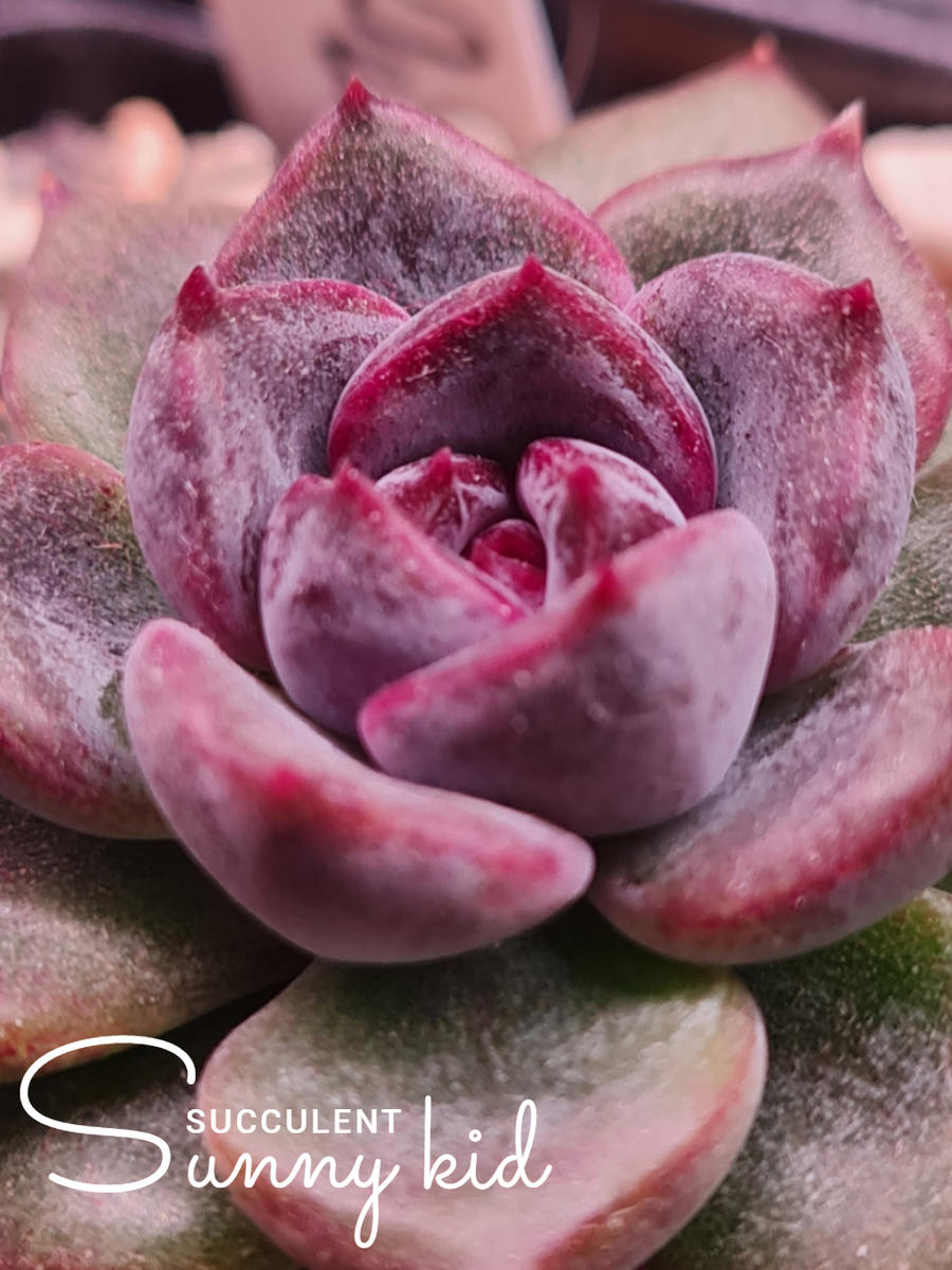 Echeveria ‘Purple Stone’ под лампами
