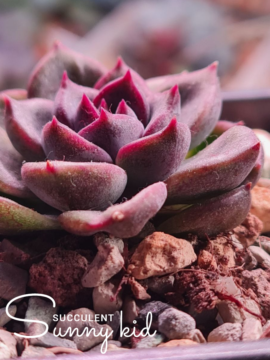 Echeveria ‘Purple Stone’