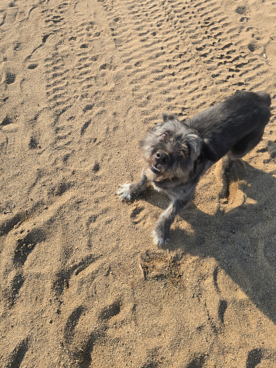 Лапкам приятно бегать по песку