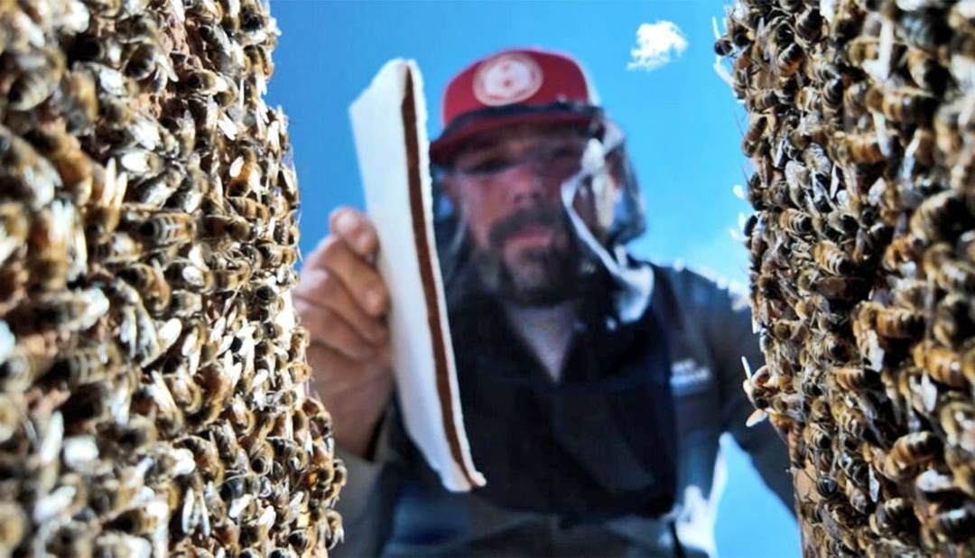 Созданный новый корм, по питательной ценности полностью отвечающий потребностям пчёл, визуально напоминает большой и очень тонкий батончик мюсли.