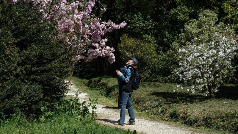 Фестиваль цветения и культуры Восточной Азии впервые проходит в Сочи