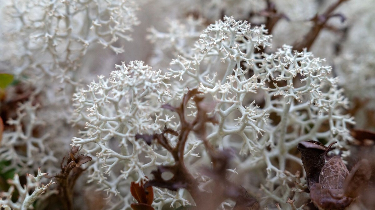    Фото: Сергей Зубков/«Ямал-Медиа»