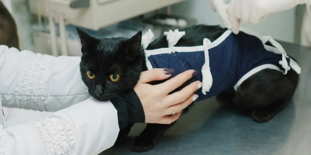 5 мифов о стерилизации, в которые верят даже опытные владельцы