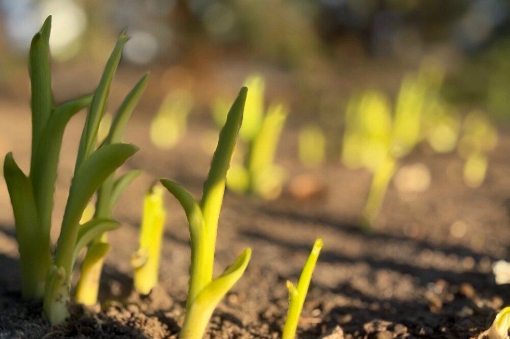    Фото: АиФ/ Валерия Иванникова