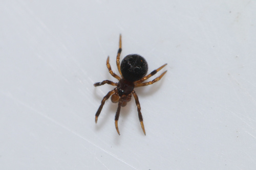 Паутина событий #2. Пауки воруют рыбу